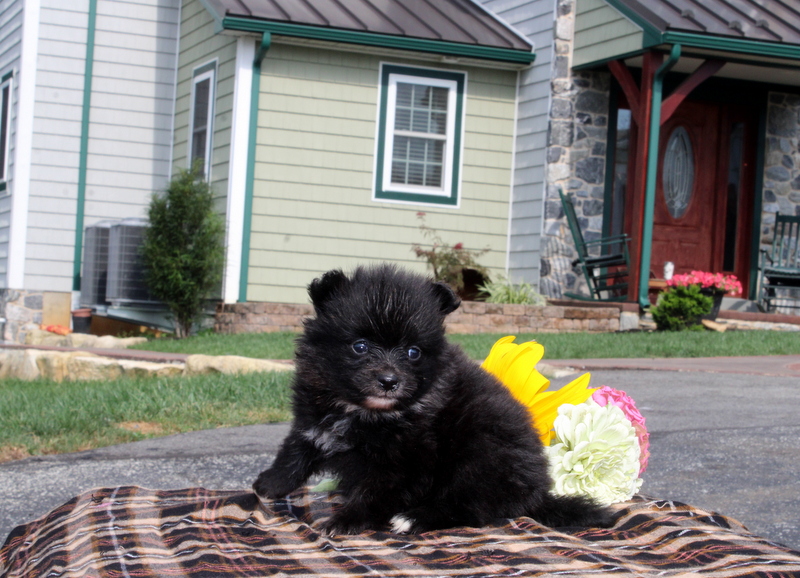 puppy, for, sale, Pomeranian, Matthew B. Stoltzfus, dog, breeder, Gap, PA, dog-breeder, puppy-for-sale, forsale, nearby, find, puppyfind, locator, puppylocator, aca